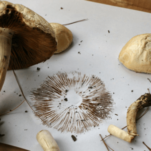 mushroom spore print